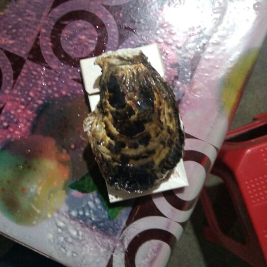 连江县山东乳山牡蛎 福建生蚝清甜，粒大。