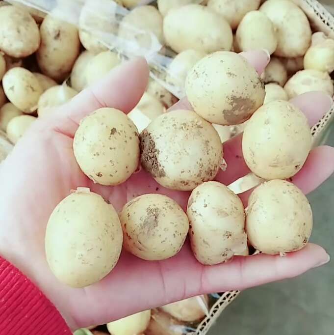 滕州市迷你土豆   新鲜迷你小土豆