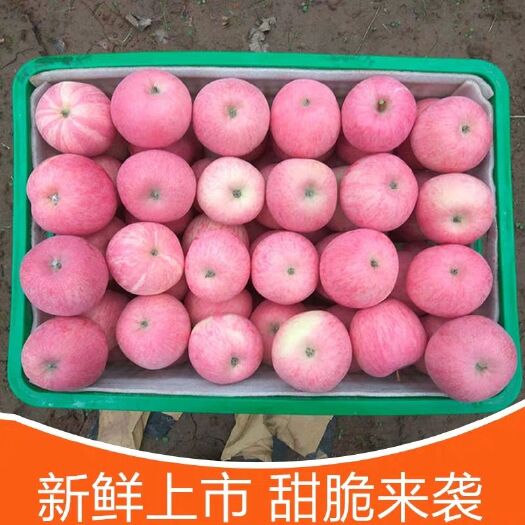栖霞市栖霞苹果 80mm以上 全红 纸+膜袋
