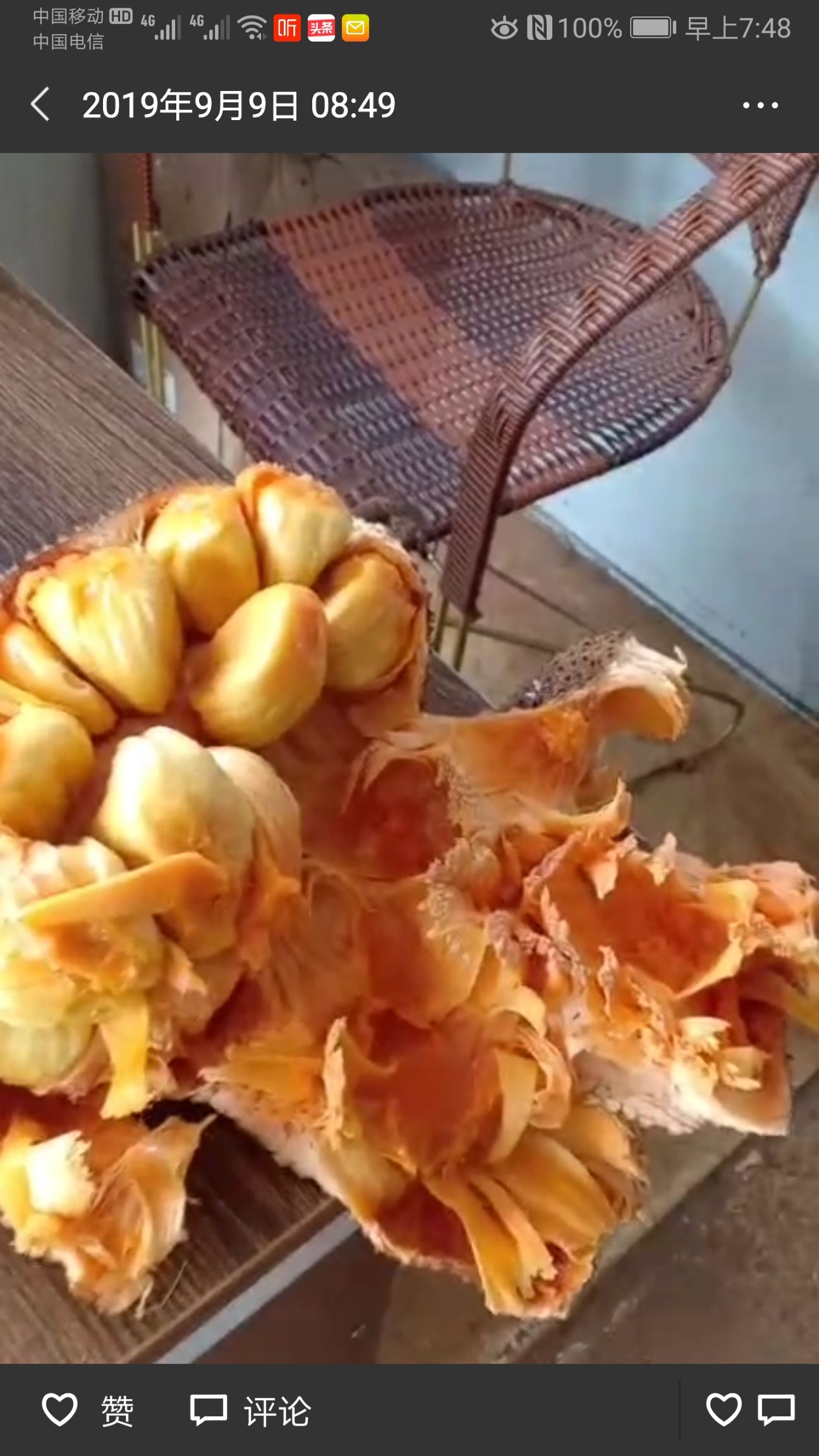 红肉菠萝蜜苗 印尼红菠萝蜜带土带叶发货果肉干苞