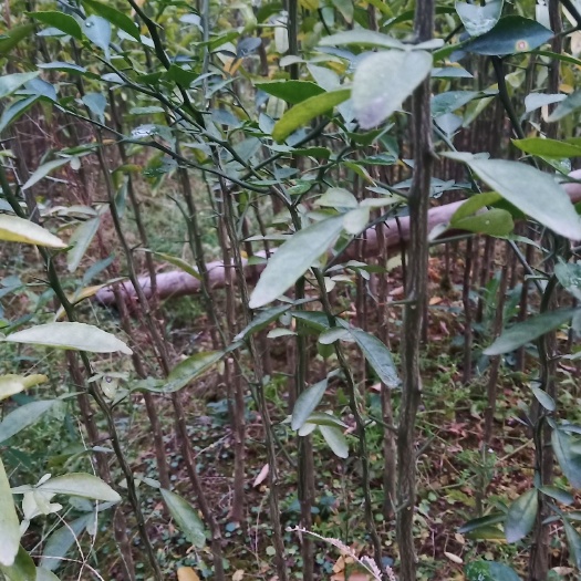 阳朔县 枳橙苗 枳橙小苗 枳橙大苗 枳橙兜 枳橙砧木