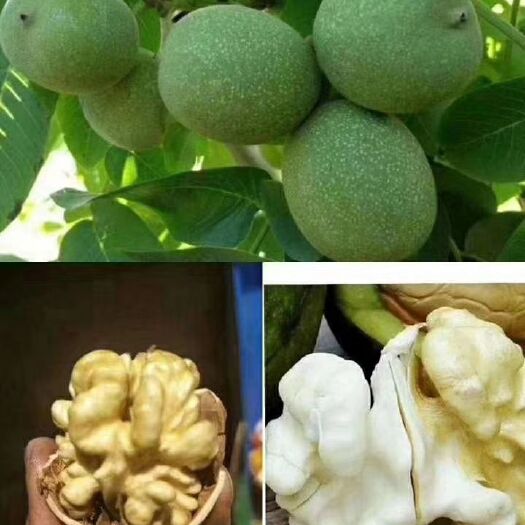 天津 继续自产核桃