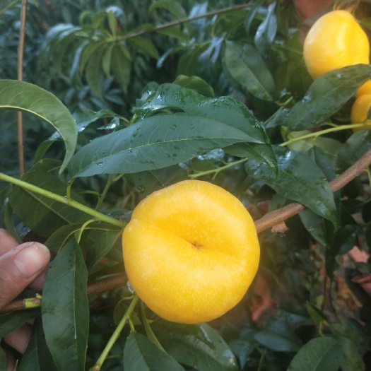 肥城市 桃树苗 风味皇后油蟠桃苗 黄肉油蟠桃 基地直销量大优惠