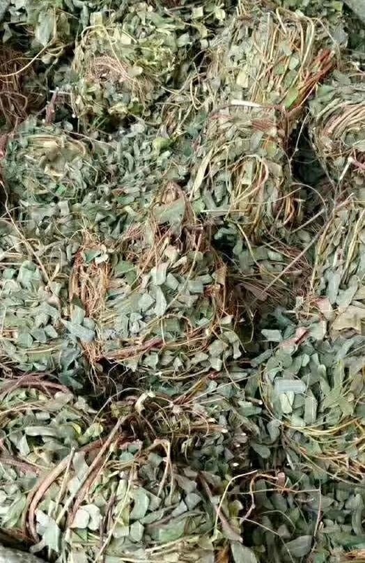 广州 鸡骨草