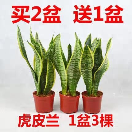 沭阳县虎皮兰 兰植物室内净化空气吸甲醛家用办公室盆栽绿植虎尾兰客厅
