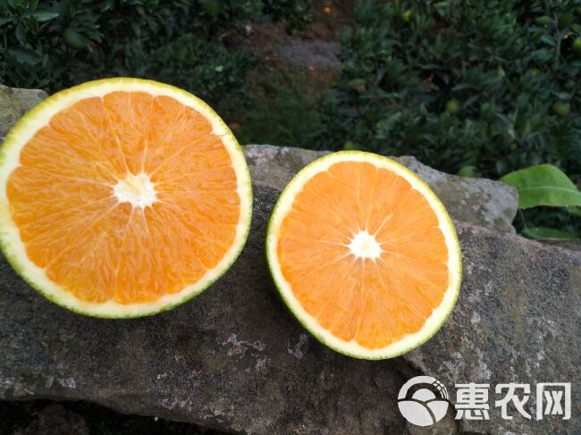 夏橙  精品橙子