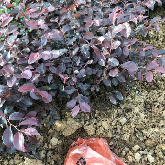浏阳市双面红 地被色块红继木