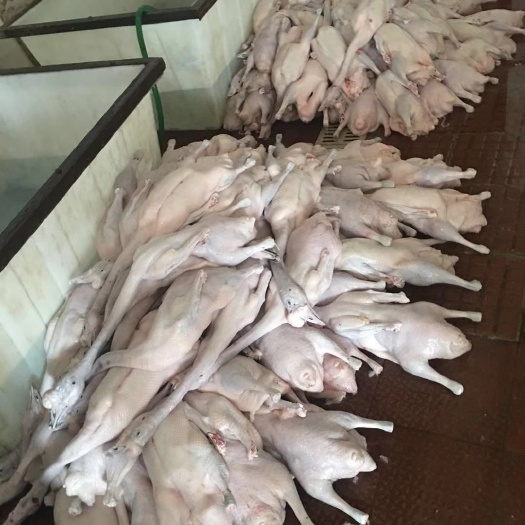 佛山鹅脚 质量保证，优质产品