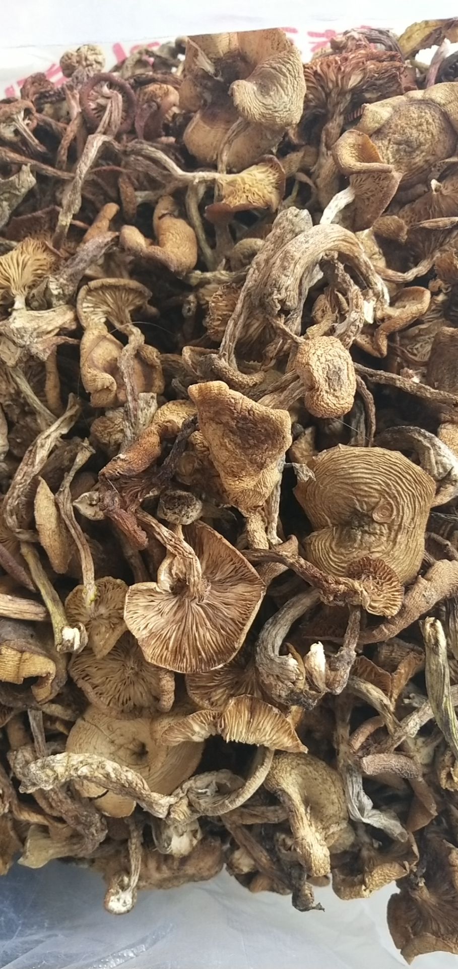 生野干榛蘑 东北野生榛蘑 天然绿色 一袋一斤