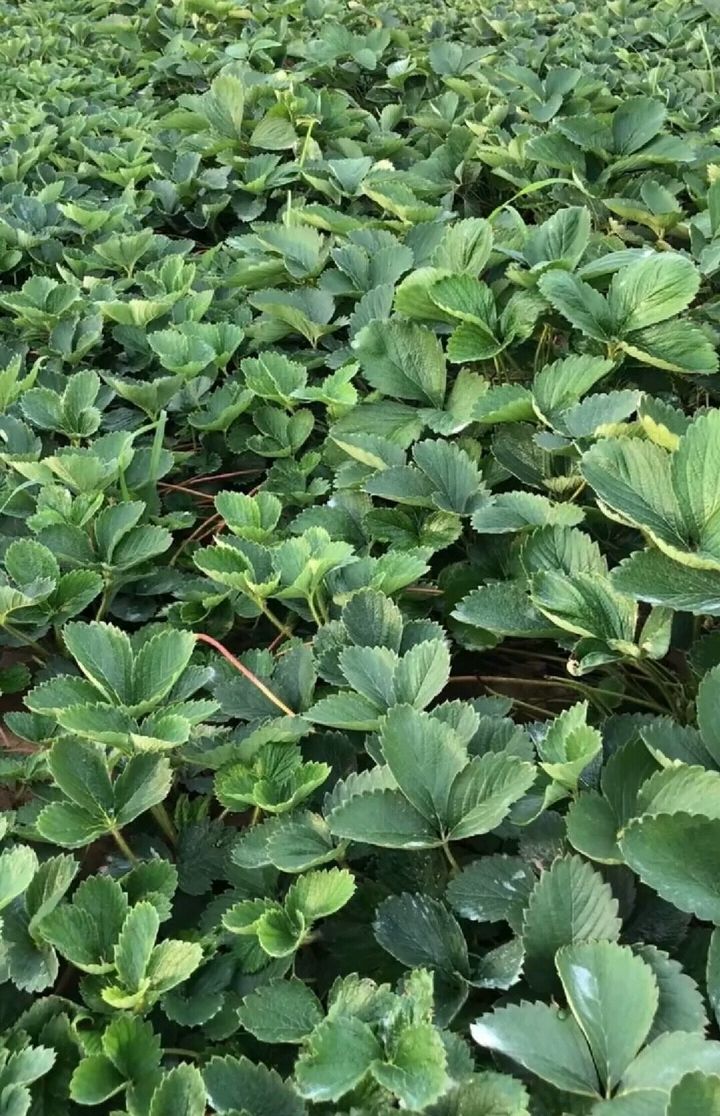  牛奶草莓苗批发价格