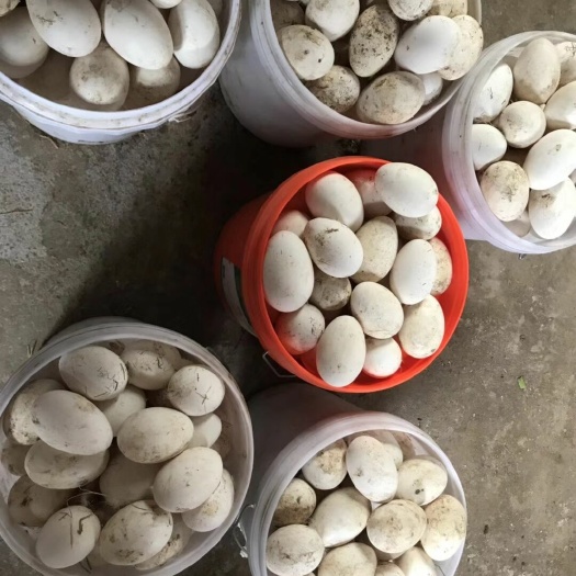 沭阳县鲜鹅蛋 大量出售种蛋 次品蛋 日产量四百多