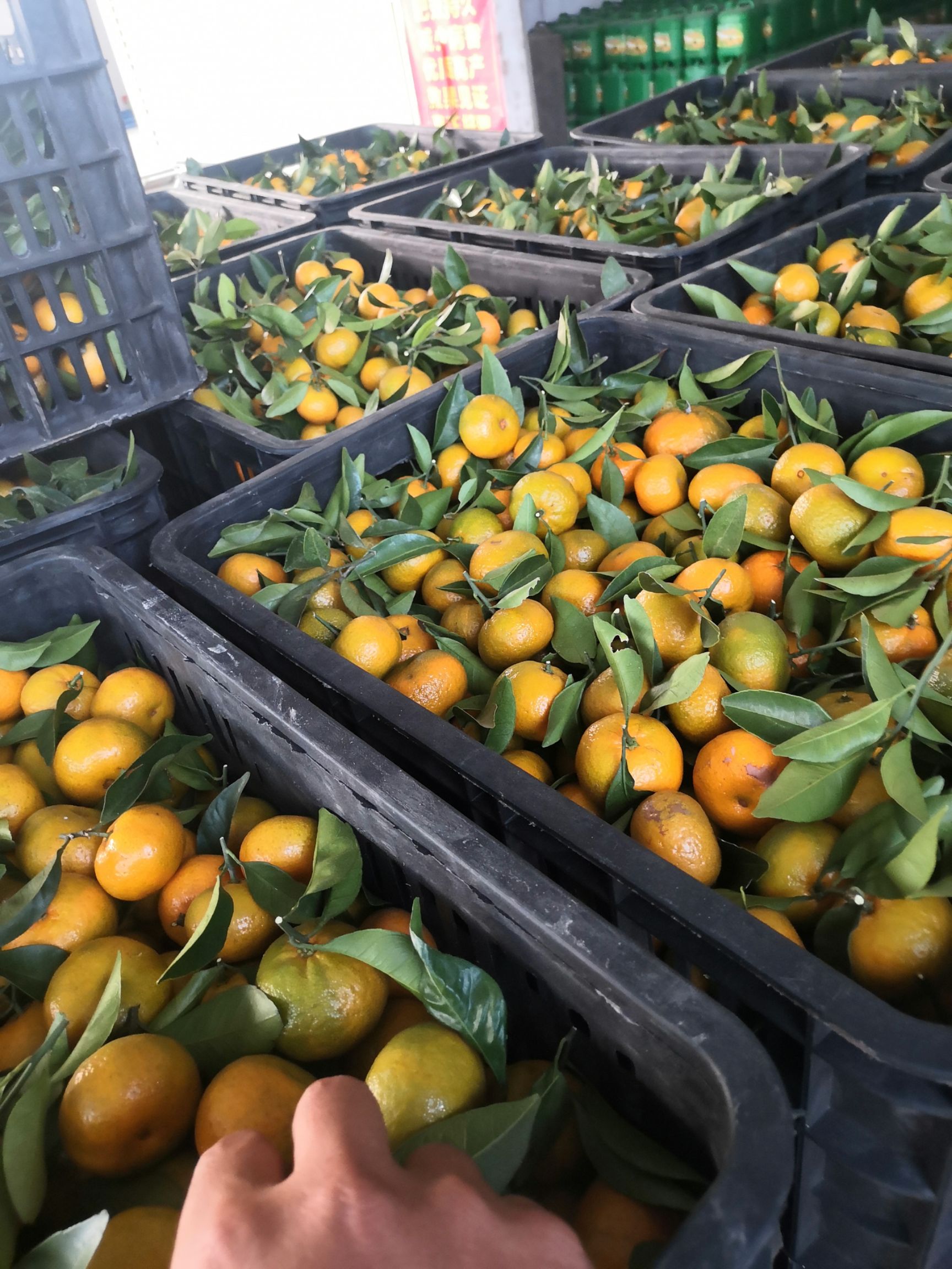 蜜桔 3.5 - 4cm 1 - 1.5两