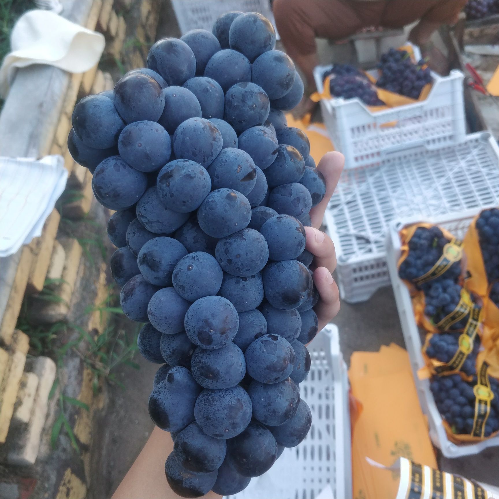 夏黑葡萄苗 早熟品种 自然无核 耐储藏明年挂果 南北方种植 假一赔十