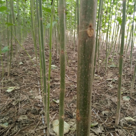 西华县泡桐树苗 基地直供