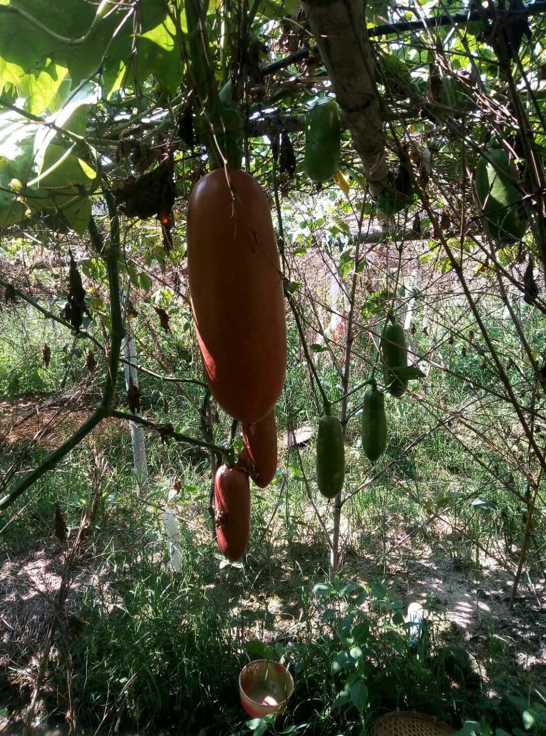 甜瓜  香如蜜瓜