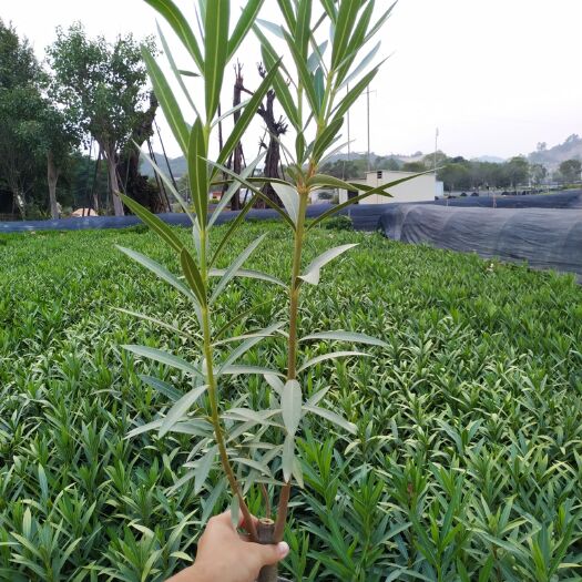 漳浦县夹竹桃 黄花夹竹桃 红花夹竹桃 粉花夹竹桃