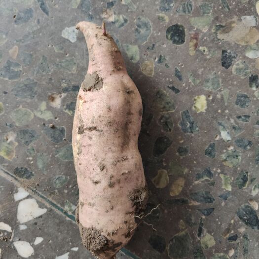台安县白心红薯 自家种的地瓜