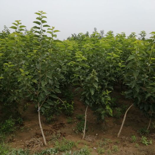 泊头市黑珍珠桑树苗 大量供应2.5公分桑椹树苗