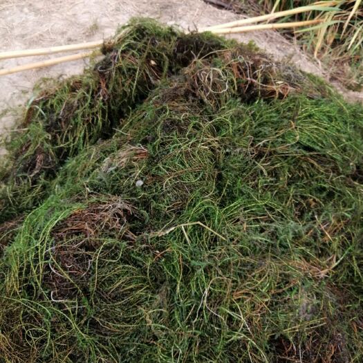 监利市 伊乐藻（吃不败）小龙虾养殖专用水草