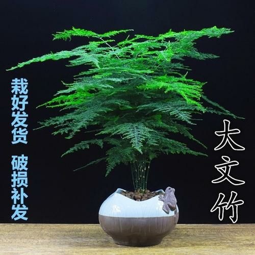 平邑县 文竹苗，基地直销量大从优，带盆发货包成活死苗免费补发