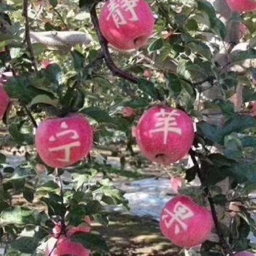 静宁县 媳妇还是原配的好，苹果还是正宗的静宁苹果好！