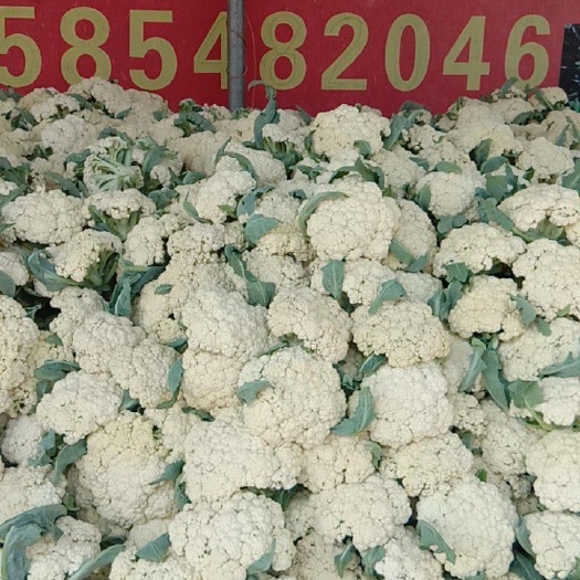 沛县白花菜花  苏北120天有机花菜大量上市中，白面青梗，冷库人工一条龙服务