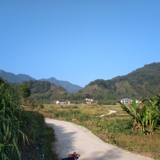 德兴市有机山茶油 茶油