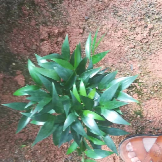 漳平市窄叶竹柏  竹柏盆苗