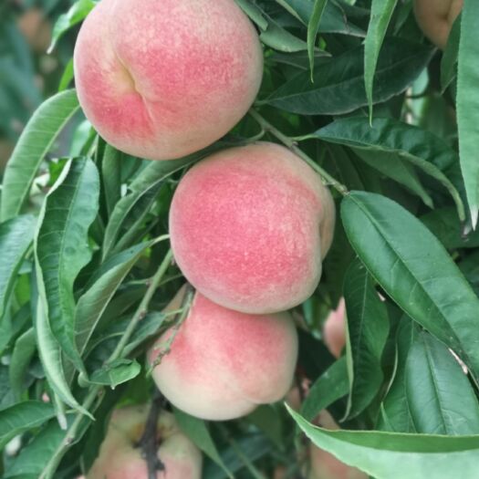 商丘帅师香桃 脆甜，糖度高，挂树200多天