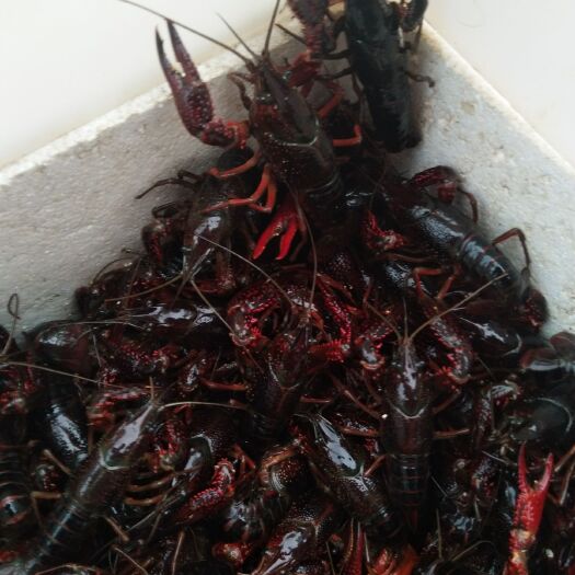 深圳 潜江小龙虾