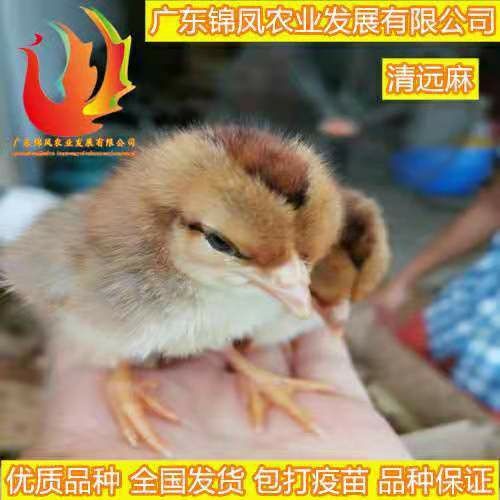 高州市 清远麻鸡苗
