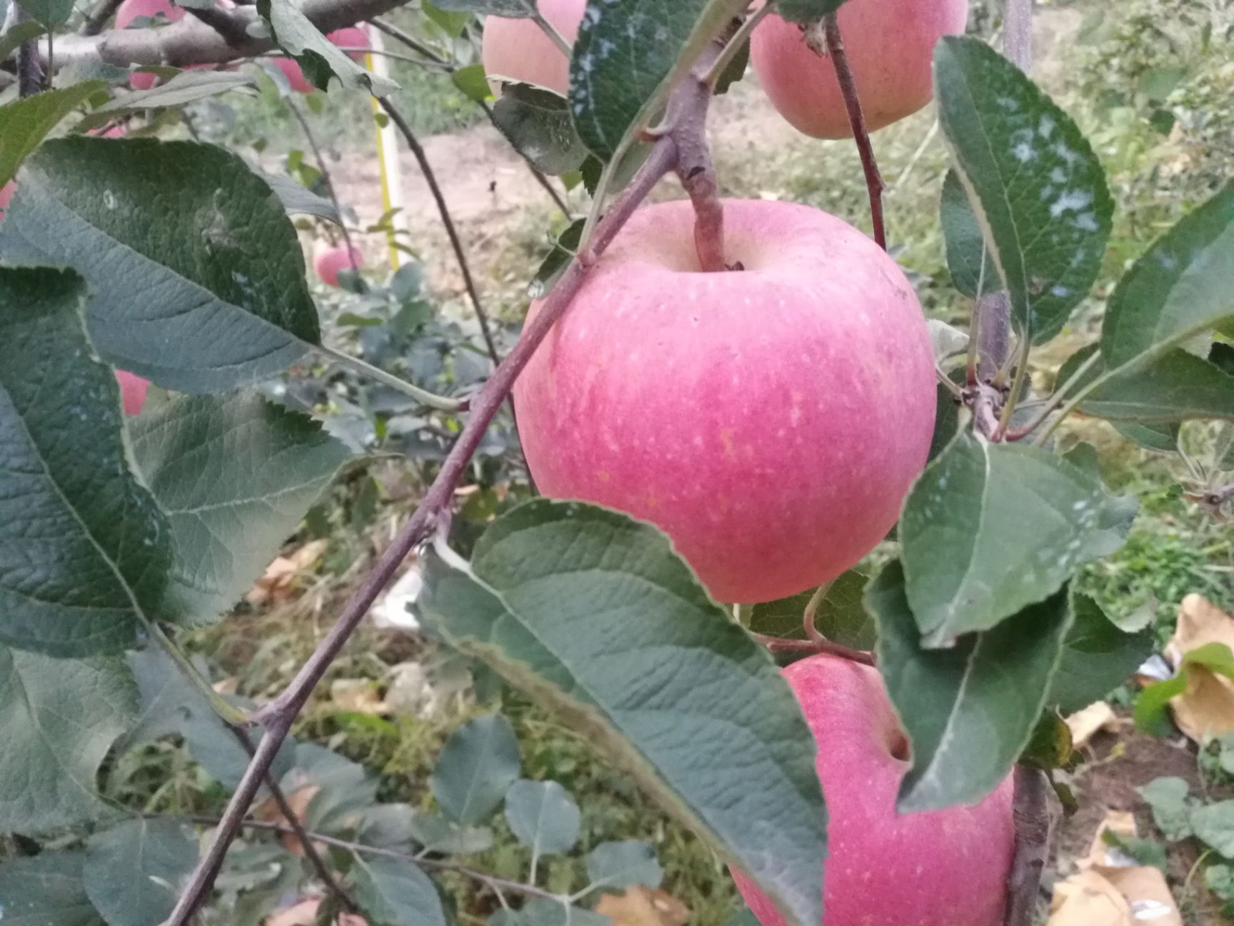  煙臺紅富士蘋果