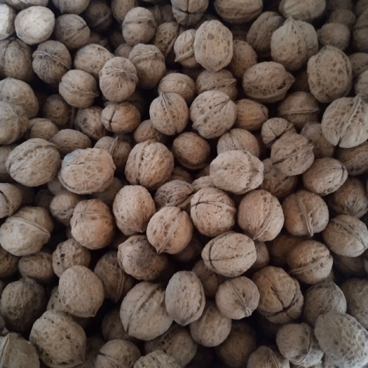 大姚县 云南纸皮核桃