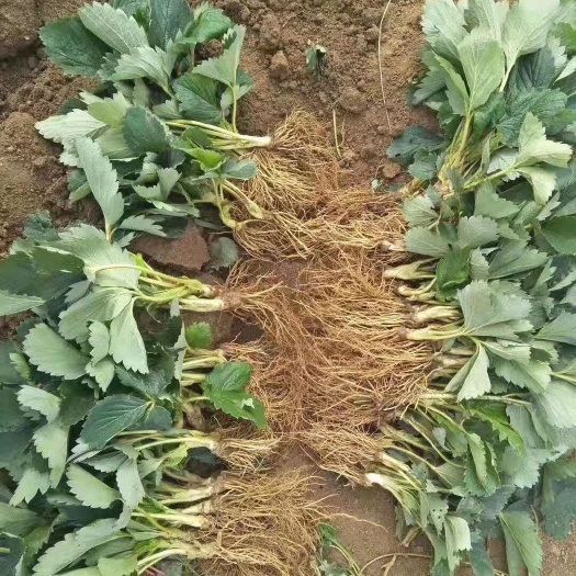 泰安 随株草莓苗，地栽苗，基地种植，量大优惠