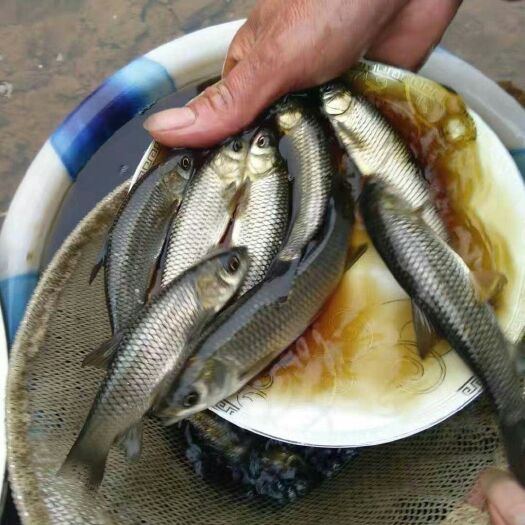 绵阳 草鱼苗，鲤鱼苗等各种鱼苗