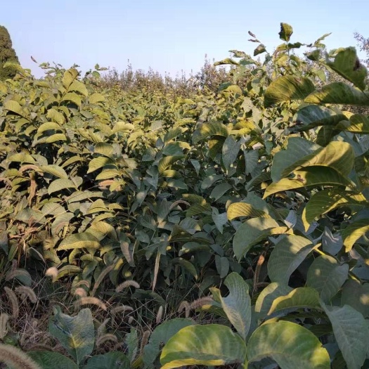 平陆县薄皮核桃苗 大量供应清香核桃树苗