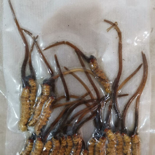 颍上县 冬虫夏草鲜草0.3-0.4克每支打包出售仅有50支