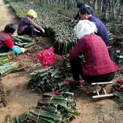 莒县 红心火龙果苗子基地