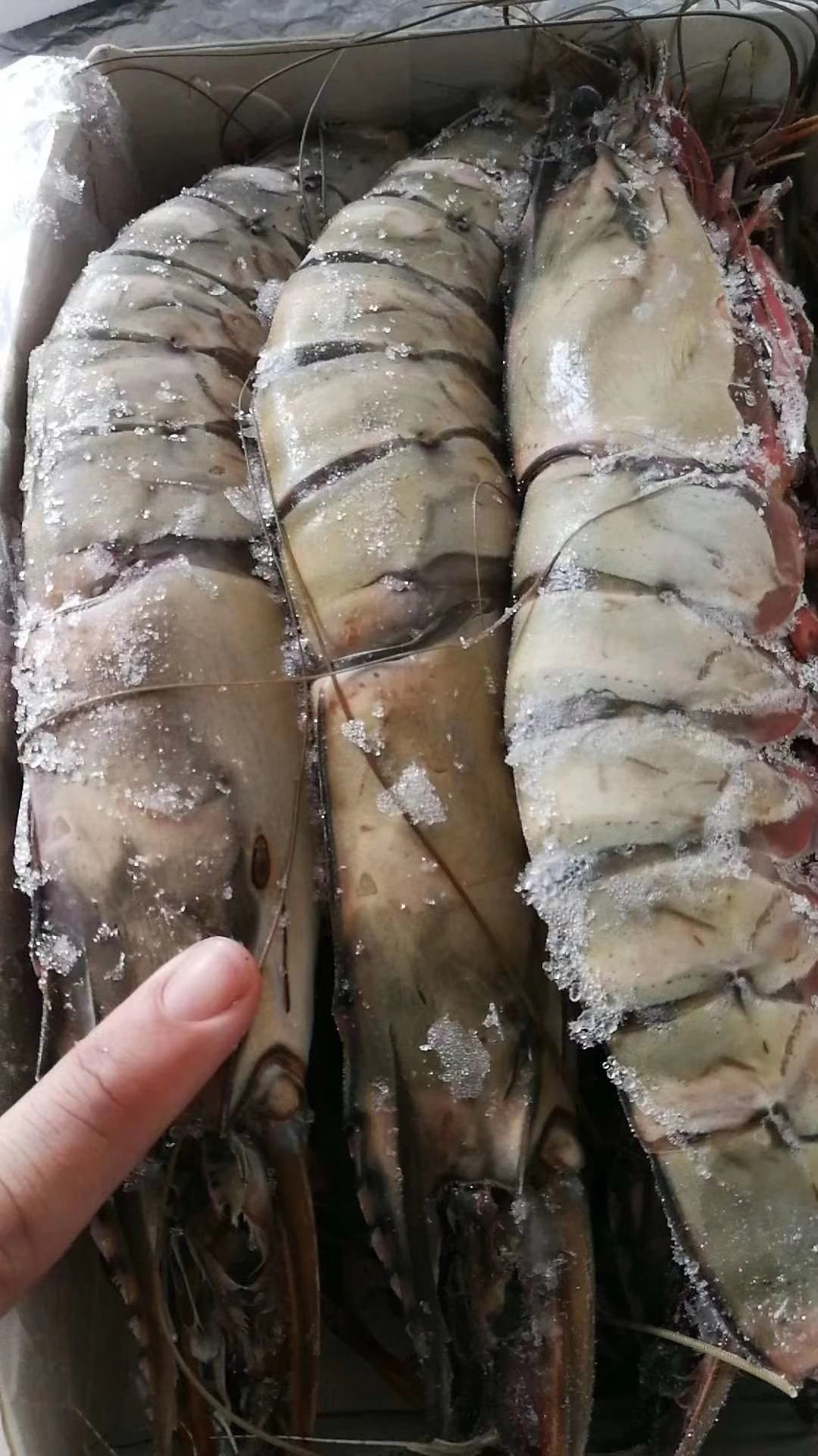  印尼大虎虾 1kg  2kg