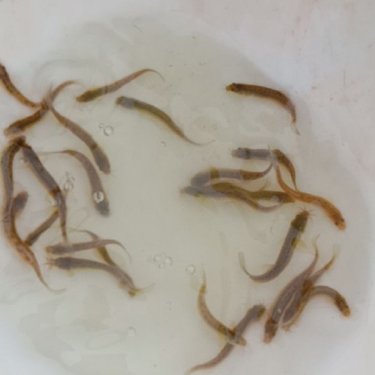 江华县泥鳅苗 泥鳅寸苗预定2分~2.5分每尾