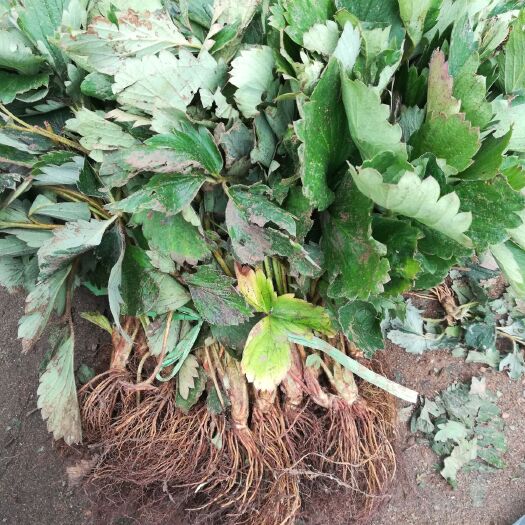 泰安 甜茶里草莓苗，价格美丽，保湿发货，可免费提供