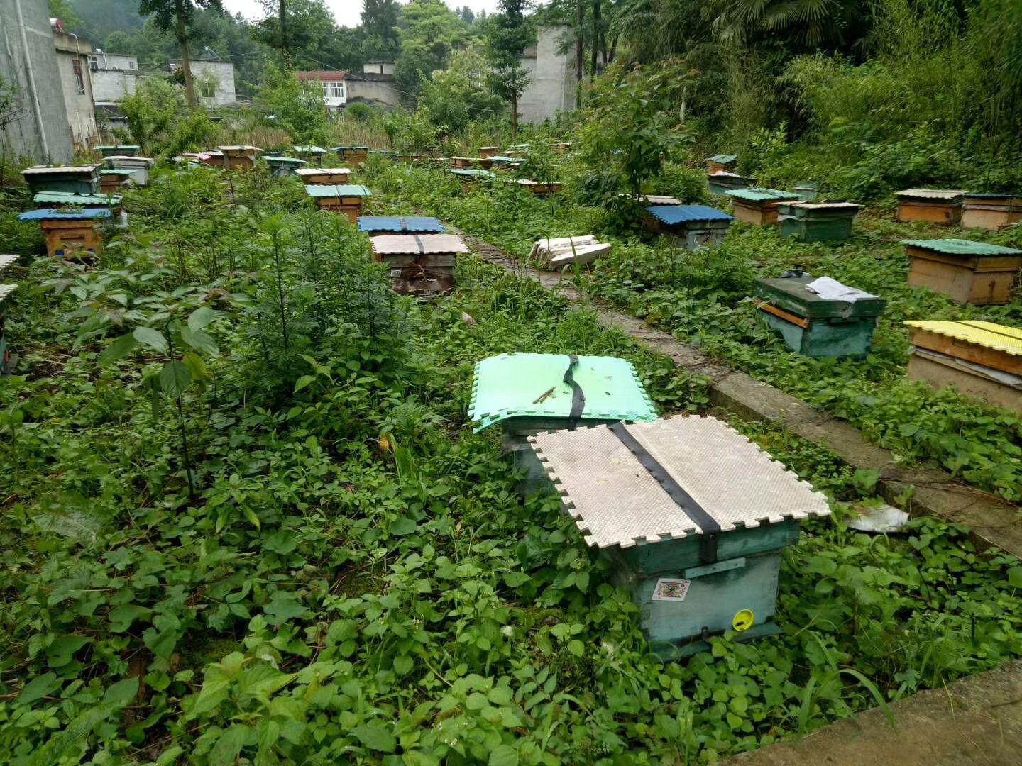  土蜂蜜
