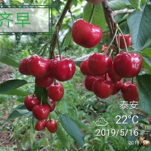 泰安 矮化樱桃树苗基地，齐早樱桃苗价格