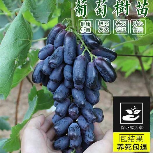 平邑县 正宗蓝宝石葡萄苗（包成活包品种包纯度）
