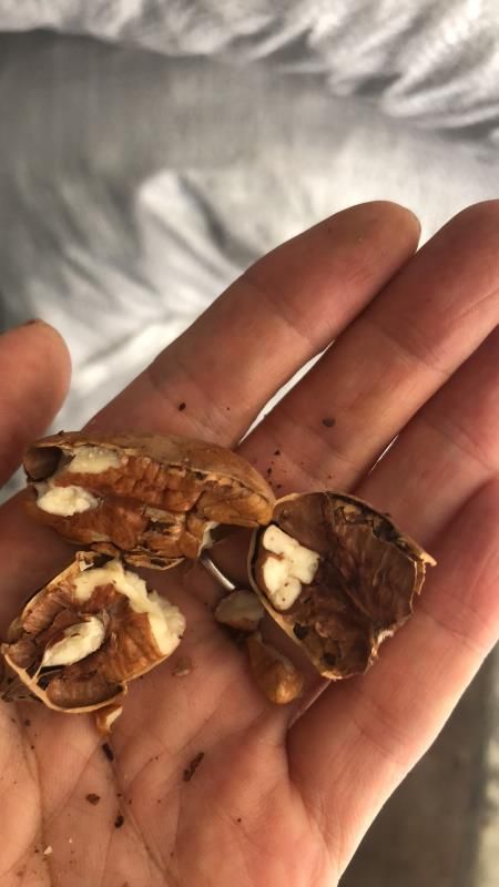 特级碧根果原料南非新货