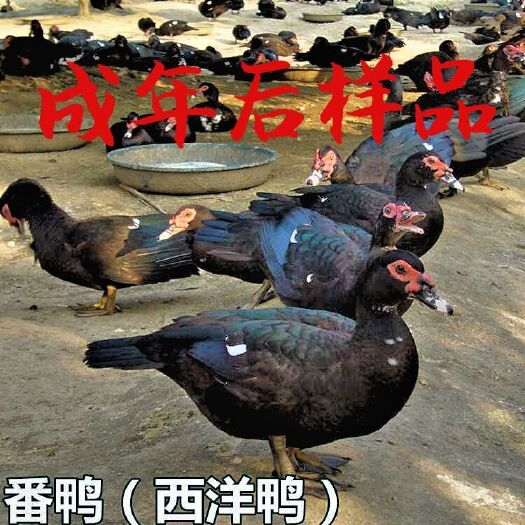 南宁 西洋鸭苗  番鸭苗  旱鸭苗  火鸭苗