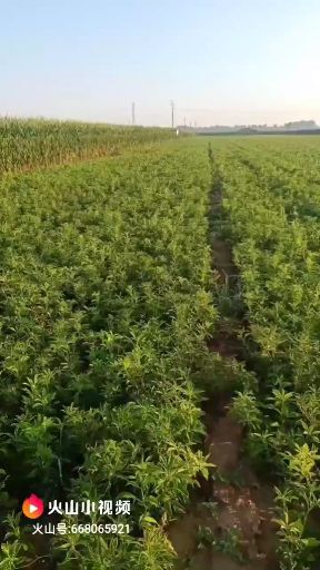 临漳县白术种子 白术芽子100亩左右，有要的可以联系我