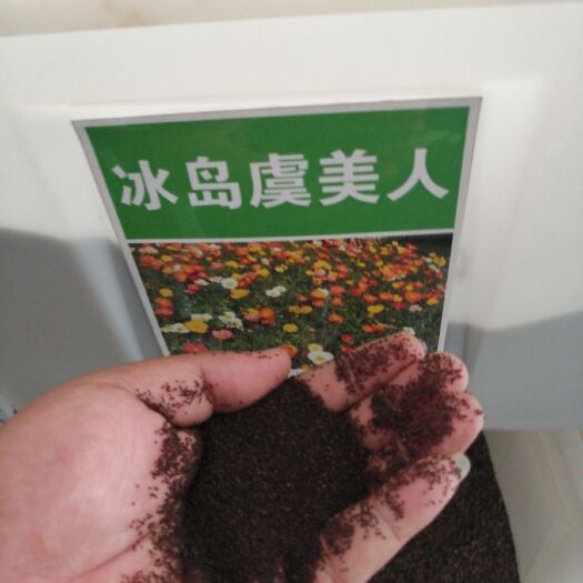 沭阳县虞美人种子 虞美人，冰岛虞美人秋季种植佳季。现货3吨。