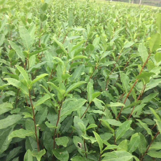 泰顺县安吉白茶树苗 茶苗批发专业技术员辅导育苗（安吉白茶）存活率高