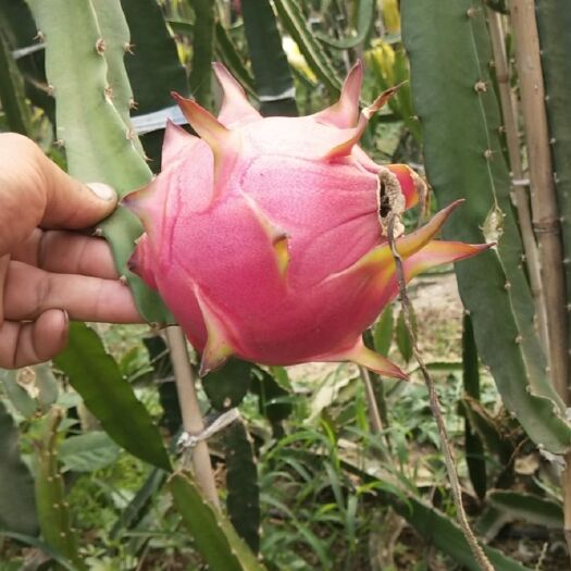 莒南县大红金都香蜜龙果苗